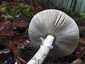 Gyilkos galóca (Amanita phalloides), Pilis
